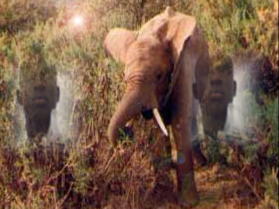 AZOU & L'ELEPHAN